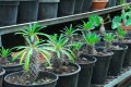 PACHYPODIUM lamerei. Madagascar. Apocynaceae. 2-3m